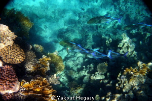 bluefin trevally by Yakout Hegazy 